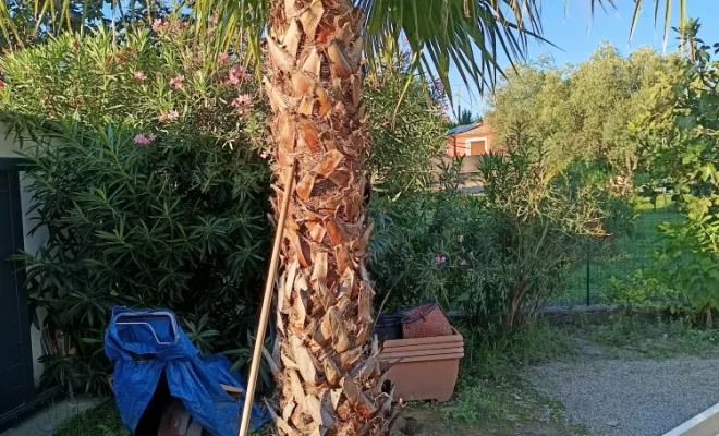 Elagage et lissage de palmiers à Puget-sur-Argens, Roquebrune-sur-Argens, MLM Paysage