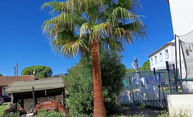 Elagage et lissage de palmiers à Puget-sur-Argens, Roquebrune-sur-Argens, MLM Paysage