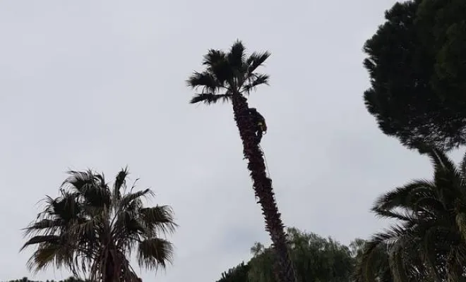 Travaux d'élagage, Roquebrune-sur-Argens, MLM Paysage