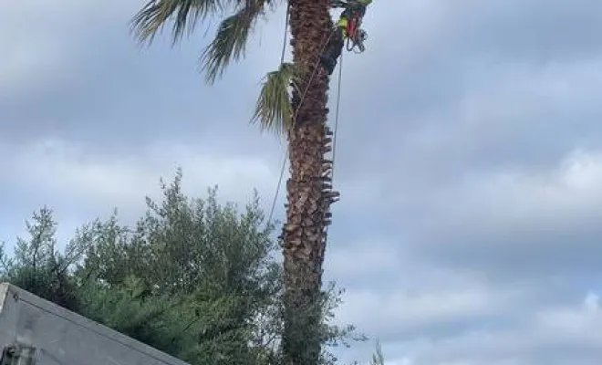 Travaux d'élagage, Roquebrune-sur-Argens, MLM Paysage