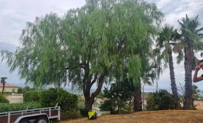 Travaux d'élagage, Roquebrune-sur-Argens, MLM Paysage