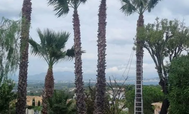 Travaux d'élagage, Roquebrune-sur-Argens, MLM Paysage