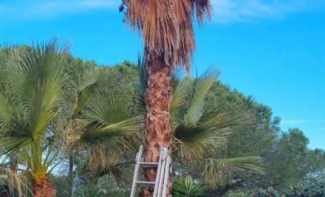 Travaux d'élagage, Roquebrune-sur-Argens, MLM Paysage